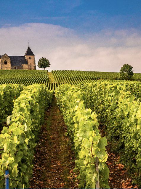 Les vignes en chemin